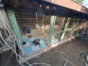 polizia_metropolitana_animali