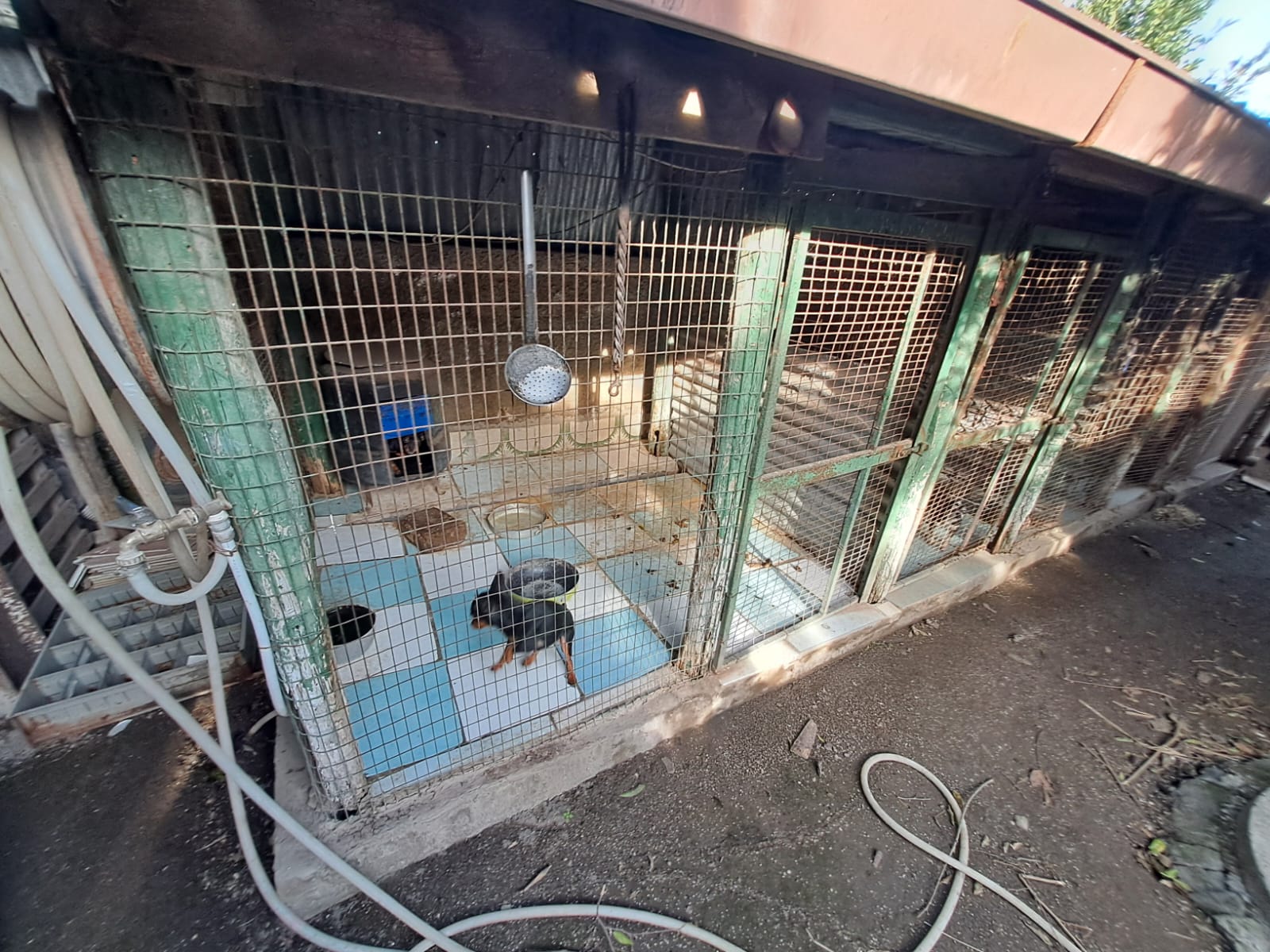 polizia_metropolitana_animali