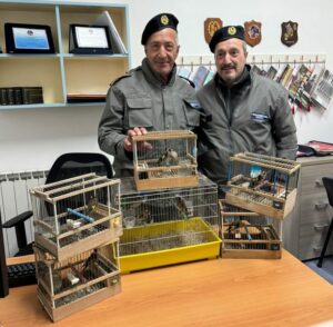 Polizia metropolitana sequestro cardellini