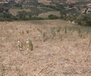 Il territorio di Cicerale devastato dai cinghiali (1)
