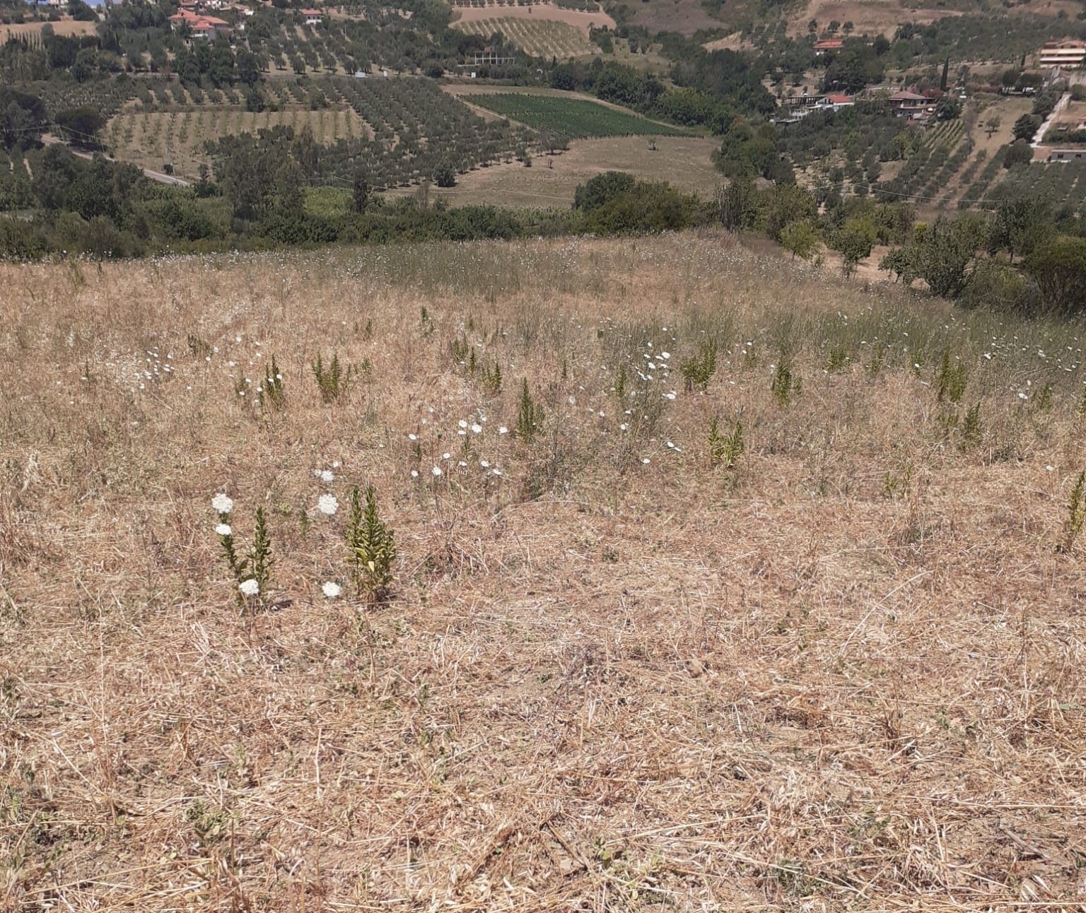 Il territorio di Cicerale devastato dai cinghiali (1)