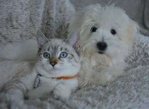 cane-e-gatto