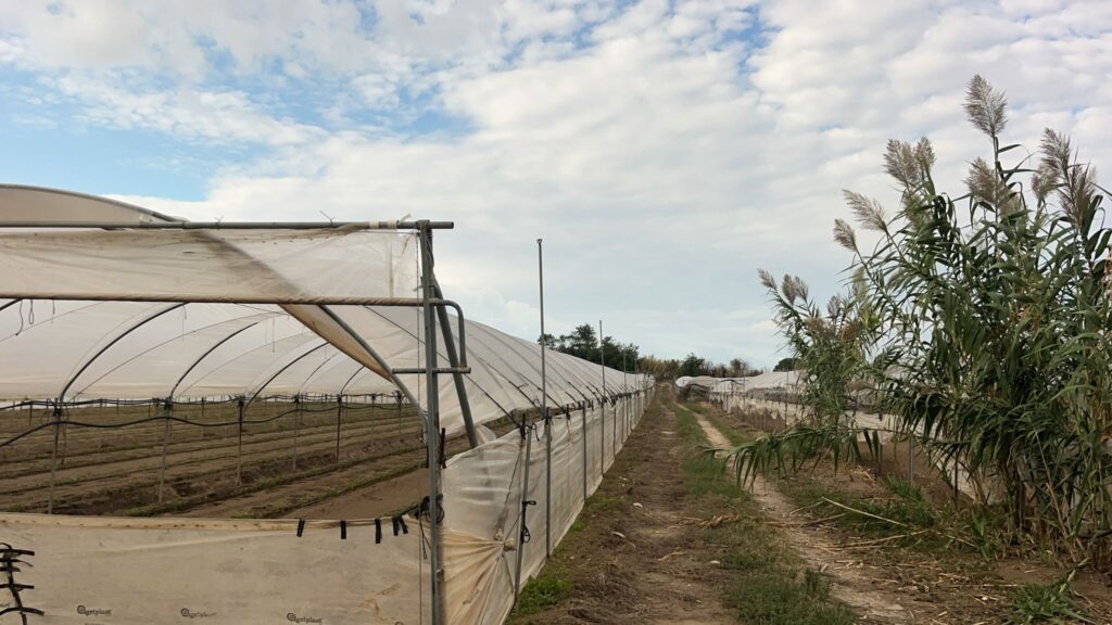 Campi investiti dalla nube di cloro (2)
