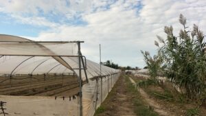 Campi investiti dalla nube di cloro (2)